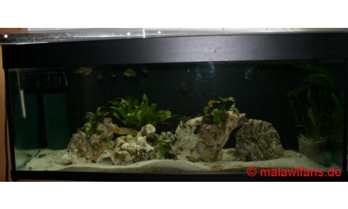Malawi Mbuna Artbecken 240l
